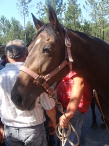 Festa das Colheitas de Vila Verde